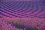 lavender_field__14650